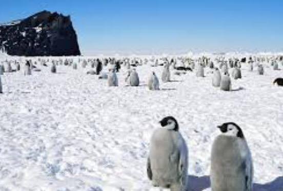 南極　ペンギン