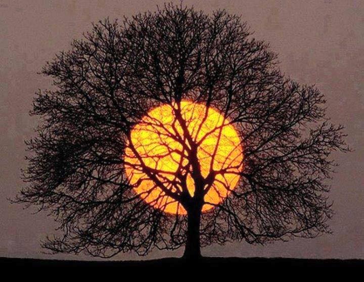 木と夕日